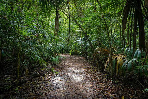 jungle in Guatemala